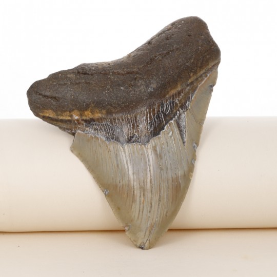 Fossile di Dente di Megalodonte