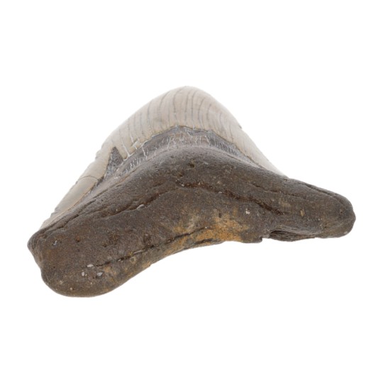 Dente Fossile by Megalodonte