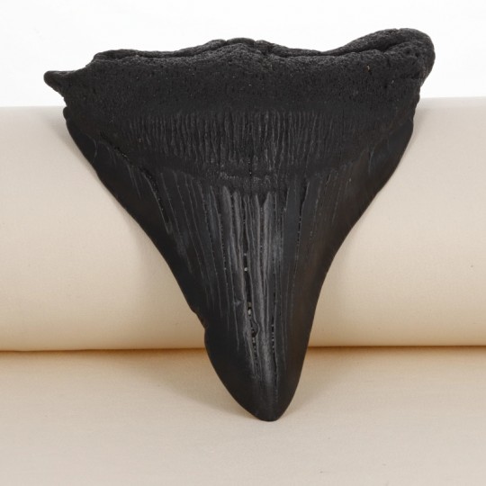 Dente Fossile by Megalodonte