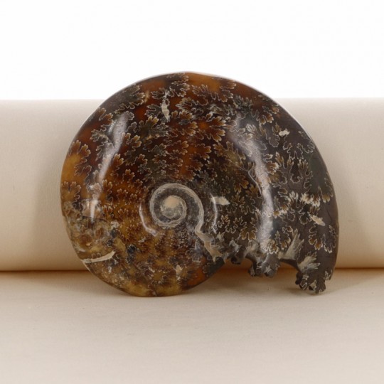 Ammonite Fossile (with mouth)