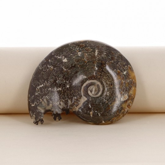 Ammonite Fossile (with mouth)