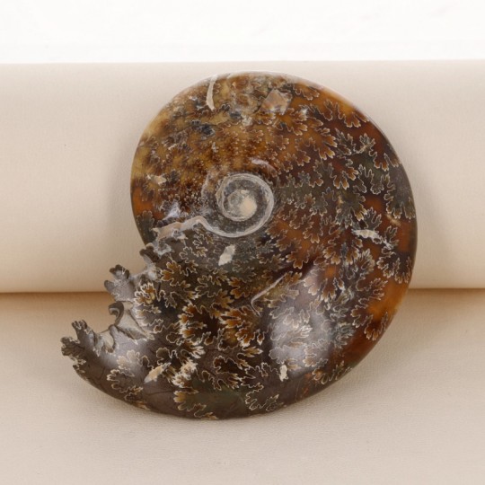 Ammonite Fossile (with mouth)