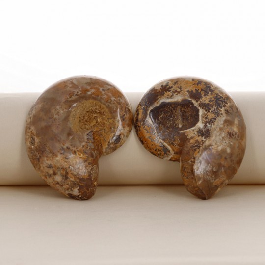 Abschnitt Ammonite Fossile