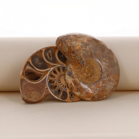 Abschnitt Ammonite Fossile