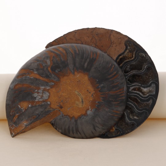 Paar Sektion von Ammonite Fossile Schwarz