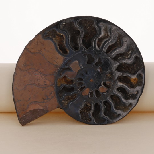 Paar Sektion von Ammonite Fossile Schwarz