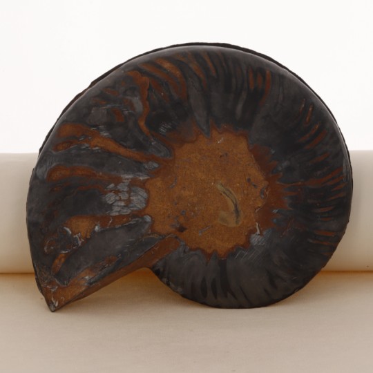 Pair Section of Ammonite Fossile Black
