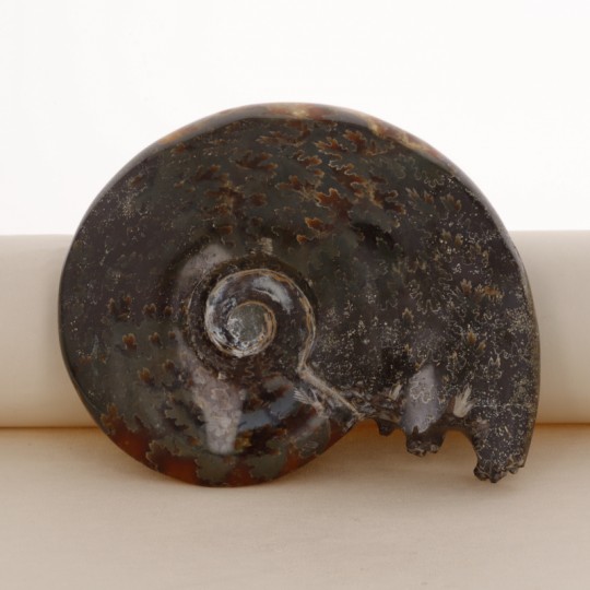 Ammonite Fossile, con Bocca