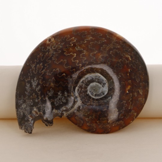 Ammonite Fossile, con Bocca