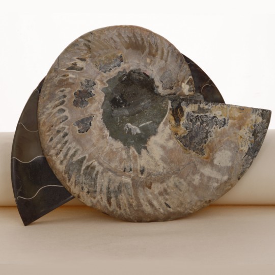 Pair Section of Fossile Ammonite