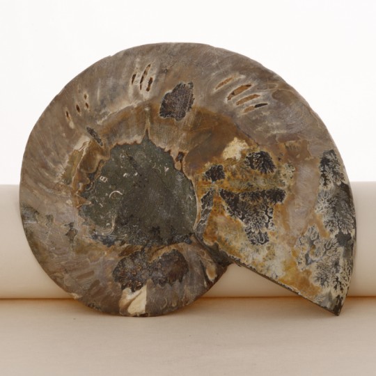 Coppia Sezione di Ammonite Fossile