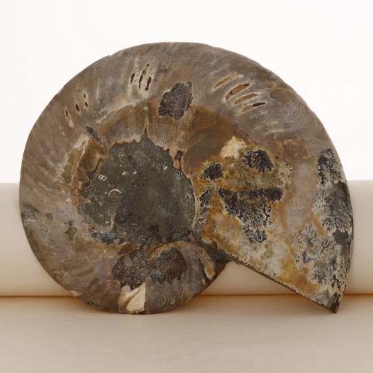 Sección de Par de Ammonite Fosile