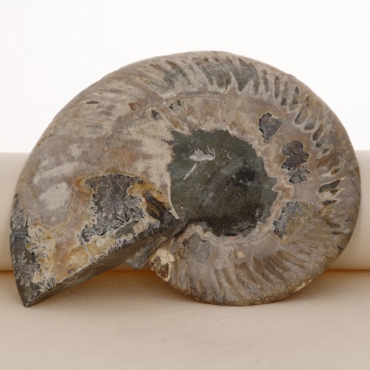 Coppia Sezione di Ammonite Fossile