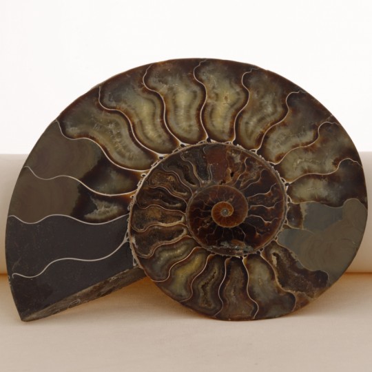 Coppia Sezione di Ammonite Fossile