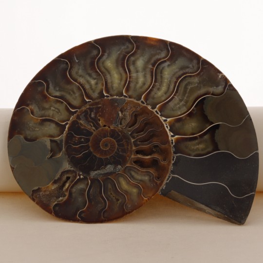 Coppia Sezione di Ammonite Fossile