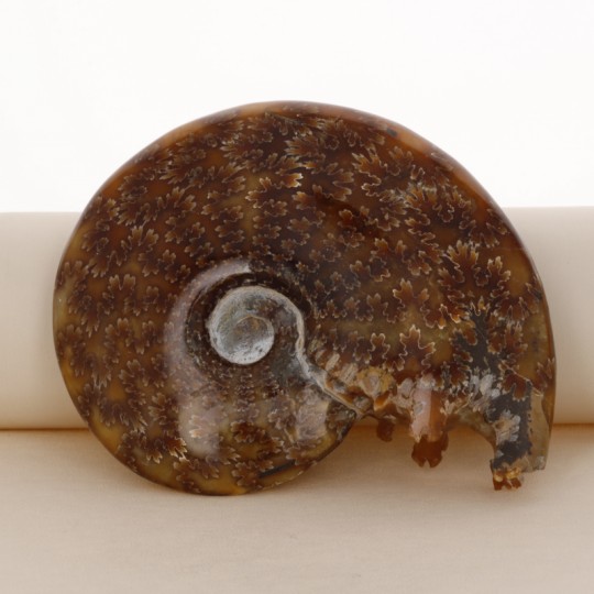 Fosile ammonite (con boca) Translúcido