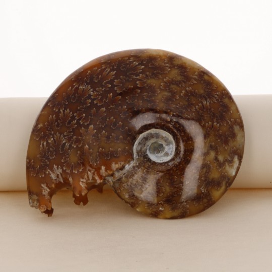 Fosile ammonite (con boca) Translúcido