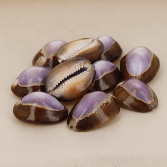 Oferta Lote 10 Shells of Gasteropode Marino