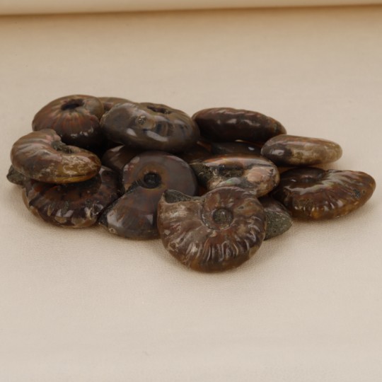 Oferta Lote 15 Fossili di Ammonite