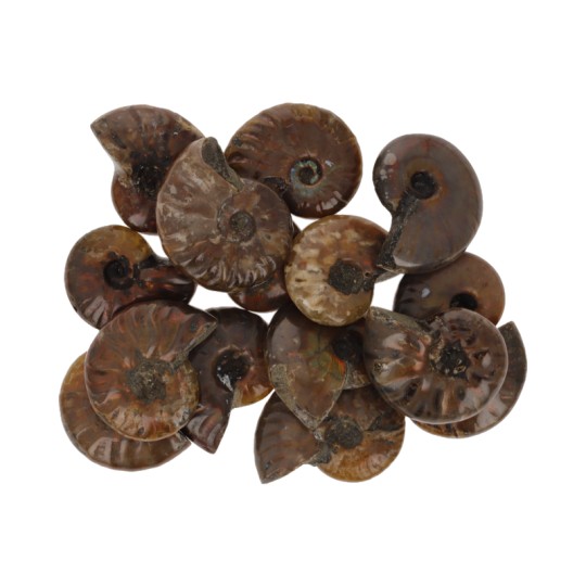 Oferta Lote 15 Fossili di Ammonite