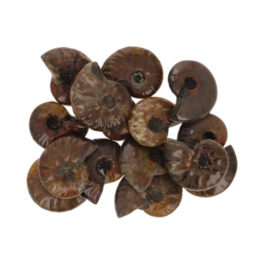 Offerta Lotto 15 Fossili di Ammonite
