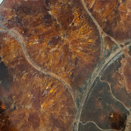 Pareja de Sezionata di Ammonite Fossile con Aragonite