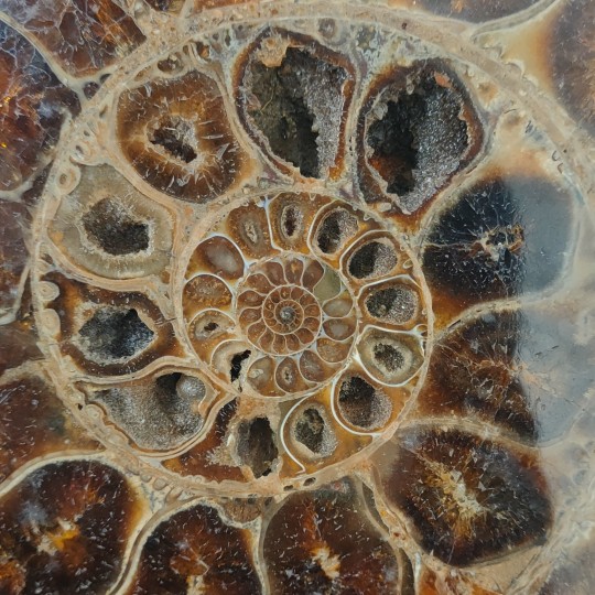 Paar Sezionata di Ammonite Fossile con Aragonite