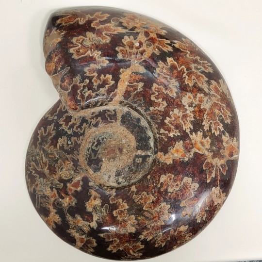 Pareja de Sezionata di Ammonite Fossile con Aragonite