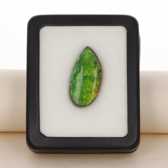 Ammolite Shape Fantasia