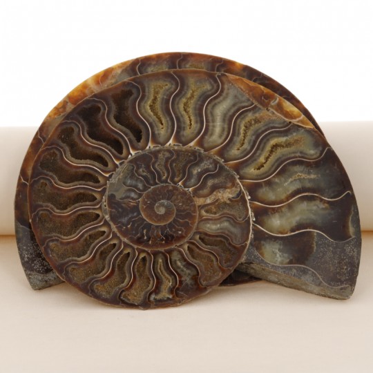 Par de Fossile Ammonite Section