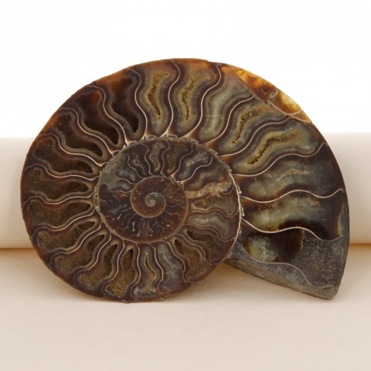 Par de Fossile Ammonite Section