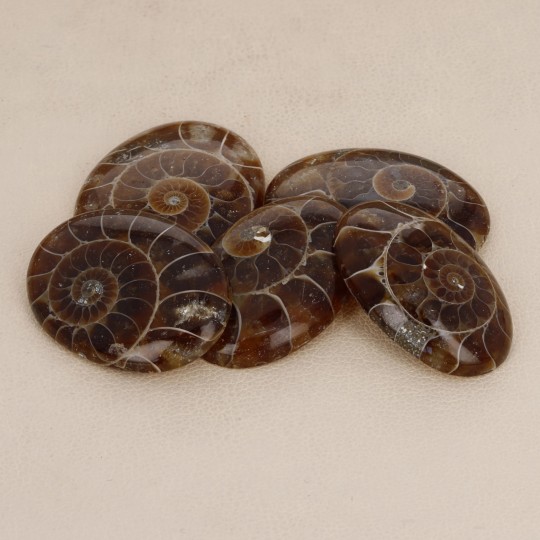 Oferta Lote 5 Piedras de Ammonite