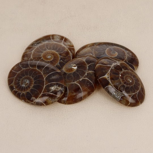 Offer Lot 5 Stones of Ammonite