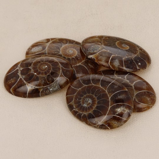 Offer Lot 5 Stones of Ammonite