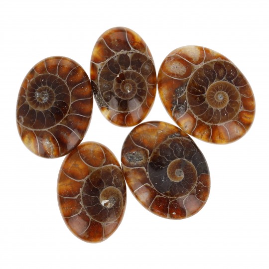 Offer Lot 5 Stones of Ammonite