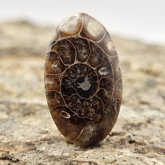 Ammonite Stone Cabochon Oval