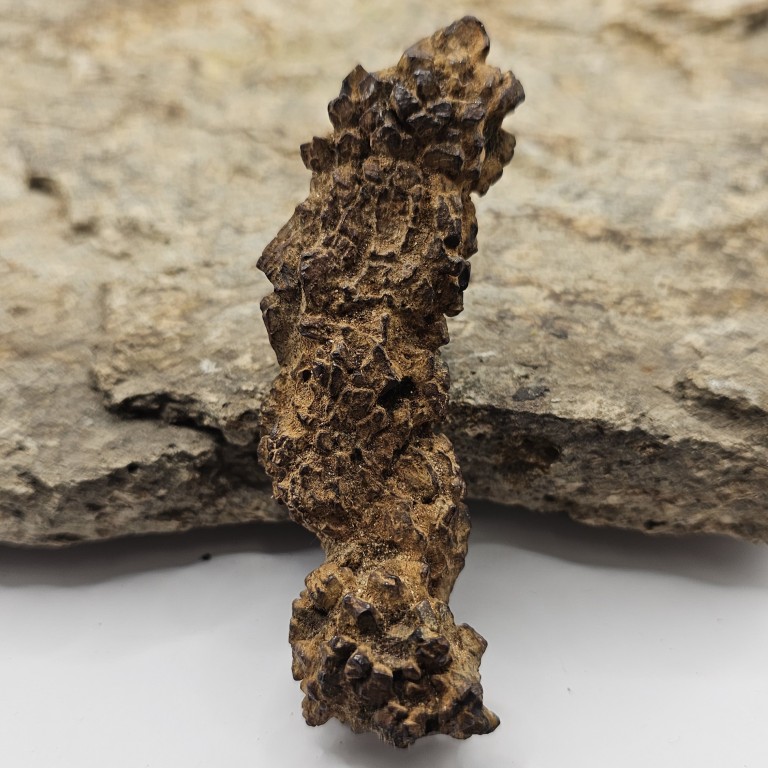 Pezzi di coprolite grezza naturale