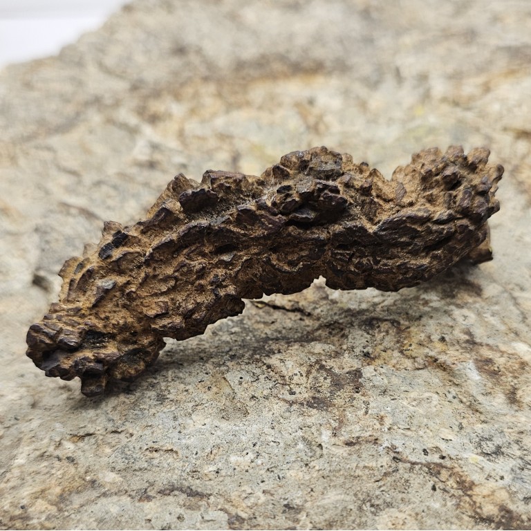 pezzi di coprolite naturale grezza