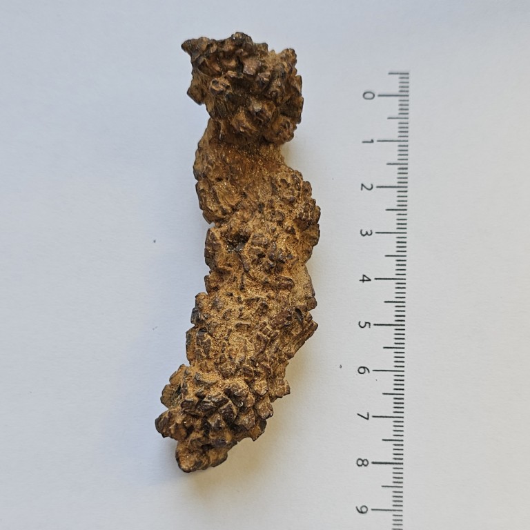 pendenti di coprolite naturale taglio a sasso