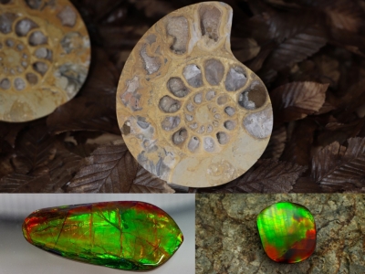 Ammoniti e ammoliti: fossili con i colori dell'arcobaleno 